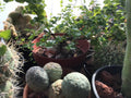 Dioscorea elephantipes Seeds