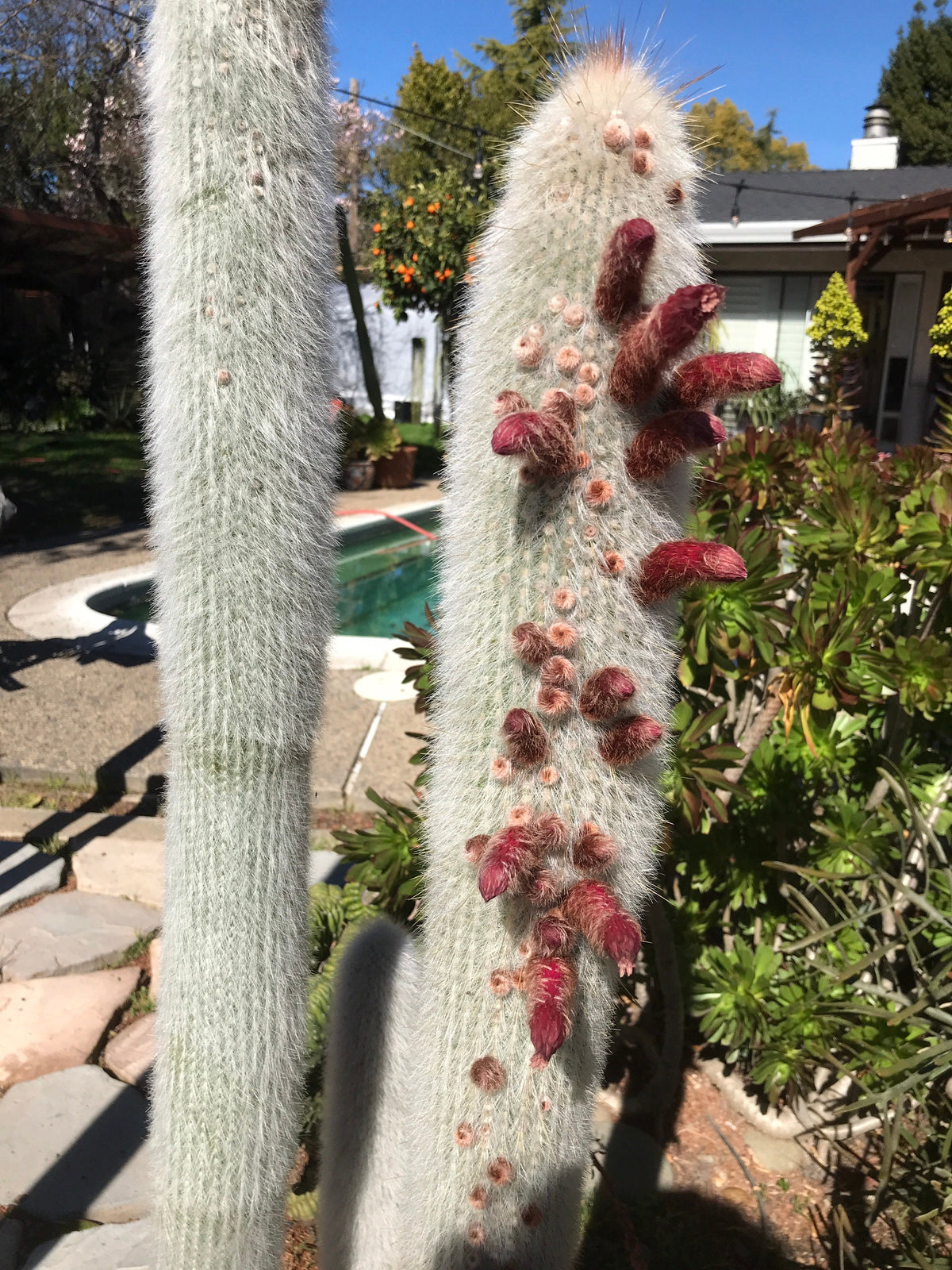 Cleistocactus strausii Cactus Seeds