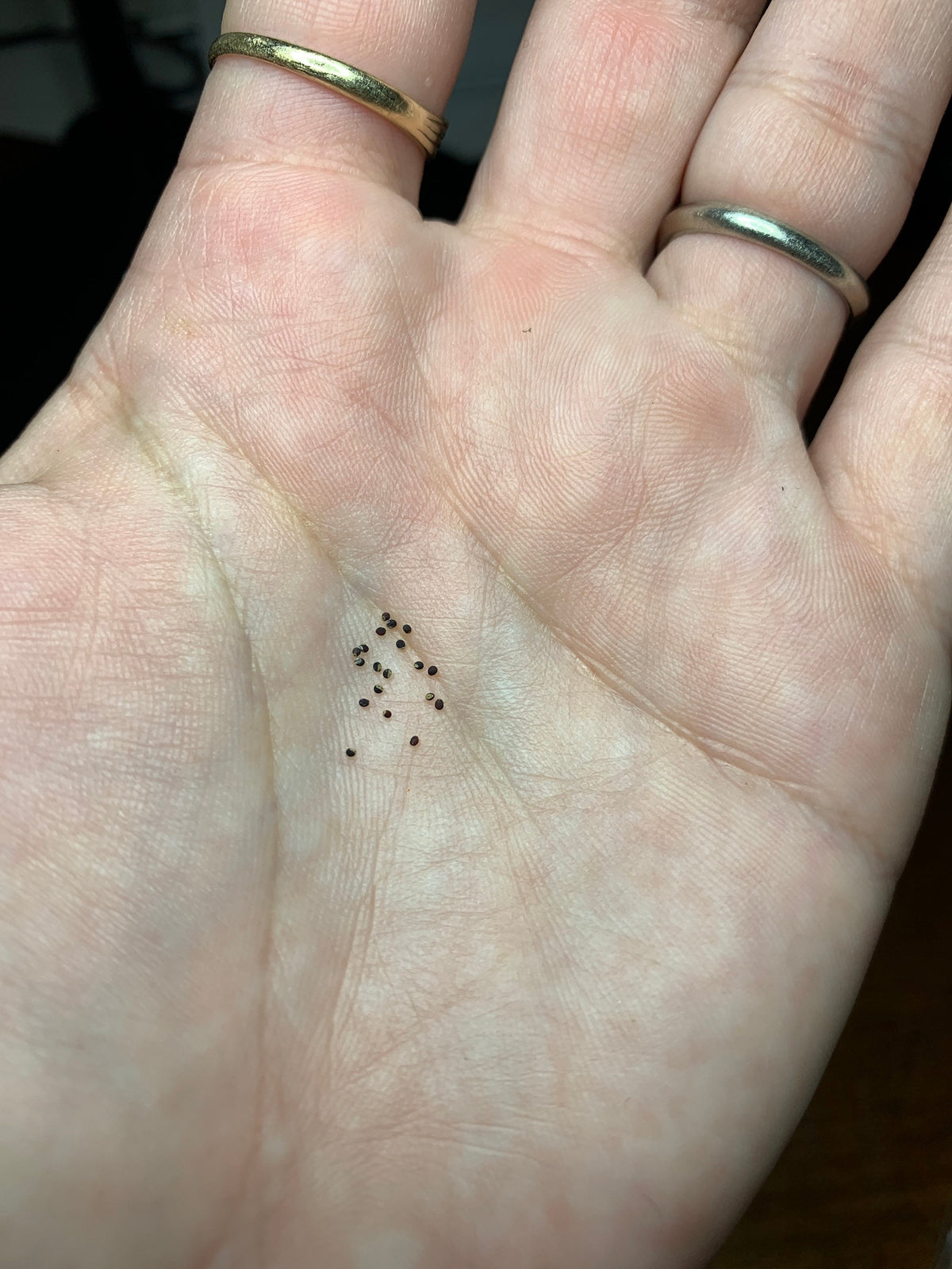 Gymnocalycium curvispinum Cactus Seeds