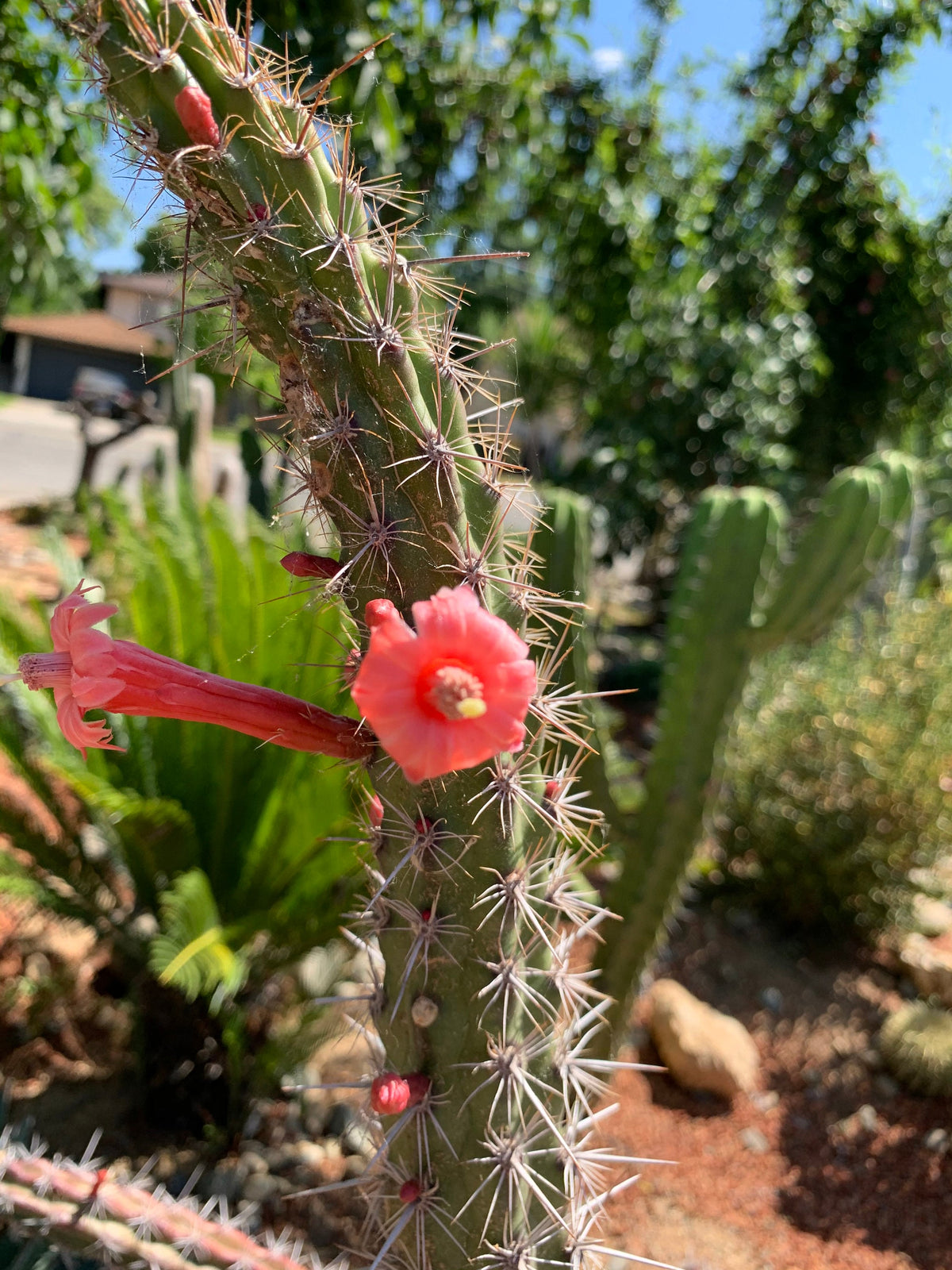 Stenocereus alamosensis - Octopus cactus seeds
