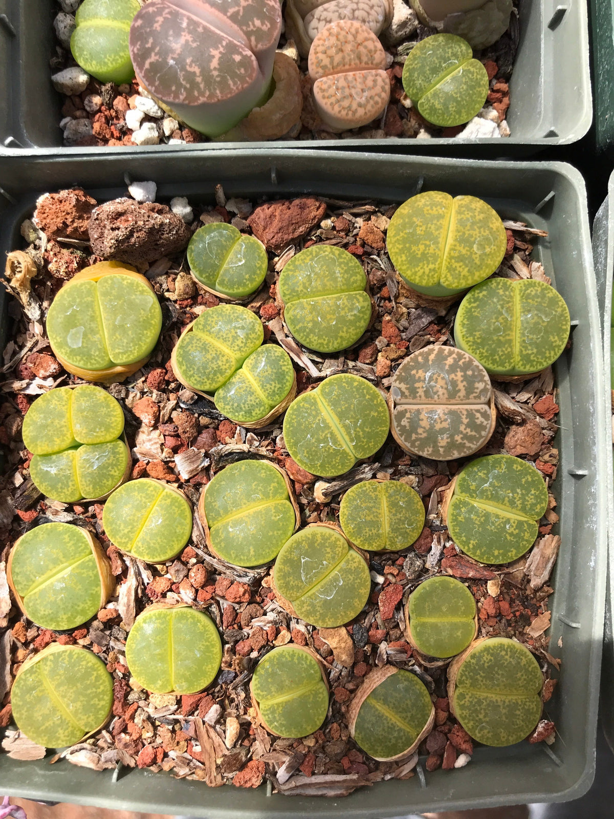 Lithop Seeds - Assorted species and hybrids