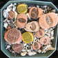 Lithop Seeds - Assorted species and hybrids