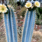 Pilosocereus azureus Cactus Seeds