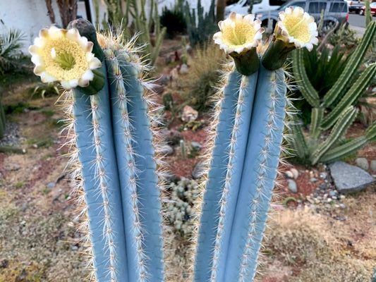 Pilosocereus azureus Cactus Seeds