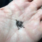 Melocactus matanzanus Cactus Seeds