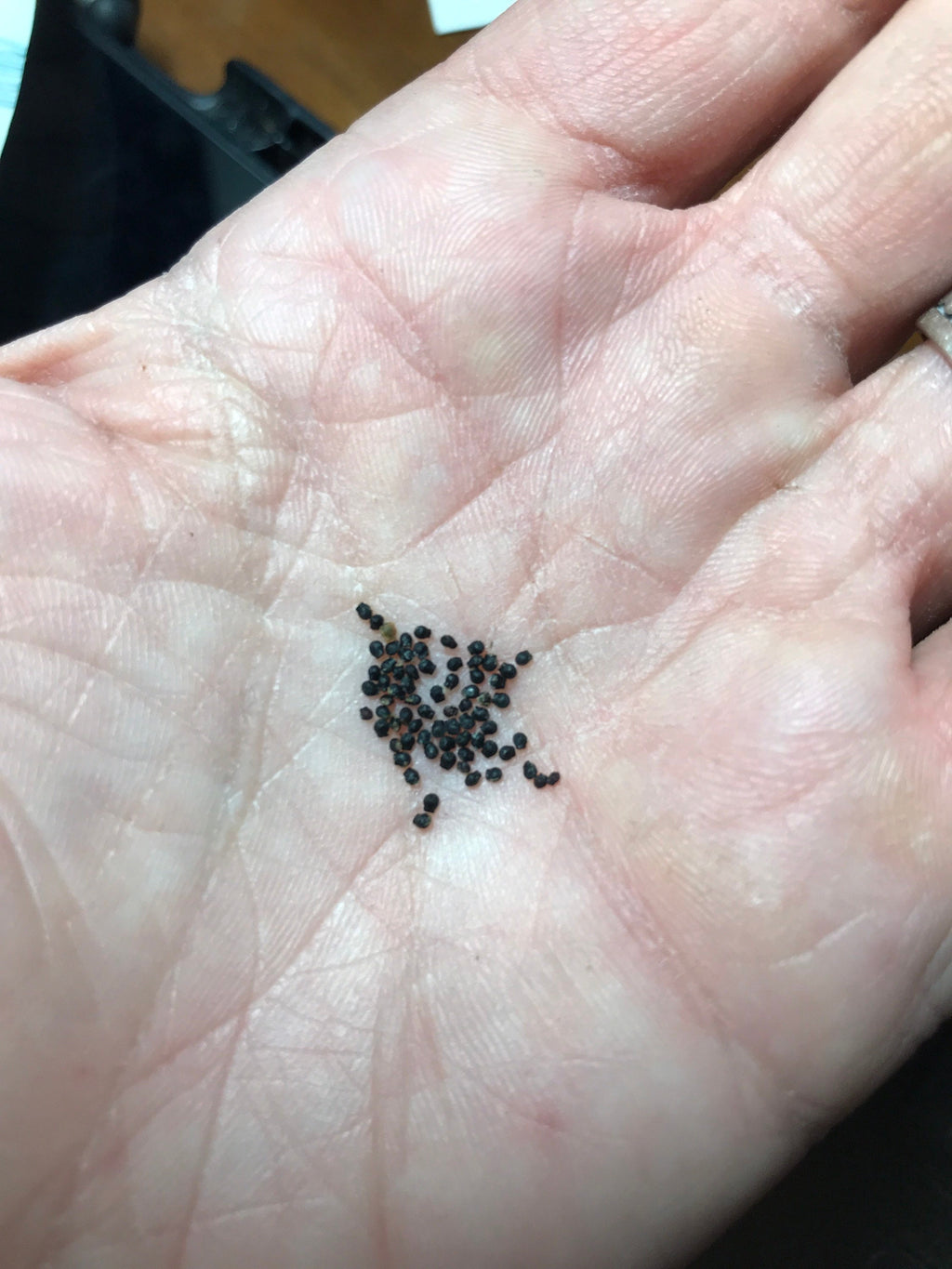Melocactus matanzanus Cactus Seeds