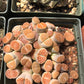 Lithop Seeds - Assorted species and hybrids