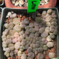 Lithop Seeds - Assorted species and hybrids