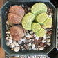 Lithop Seeds - Assorted species and hybrids