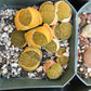 Lithop Seeds - Assorted species and hybrids