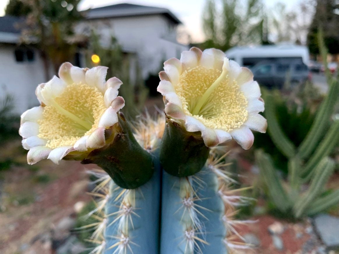 Pilosocereus azureus Cactus Seeds