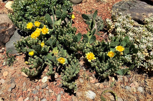 Opuntia humifusa (Eastern Prickly Pear) cactus seeds