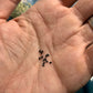 Cereus peruvianus Cactus Seeds