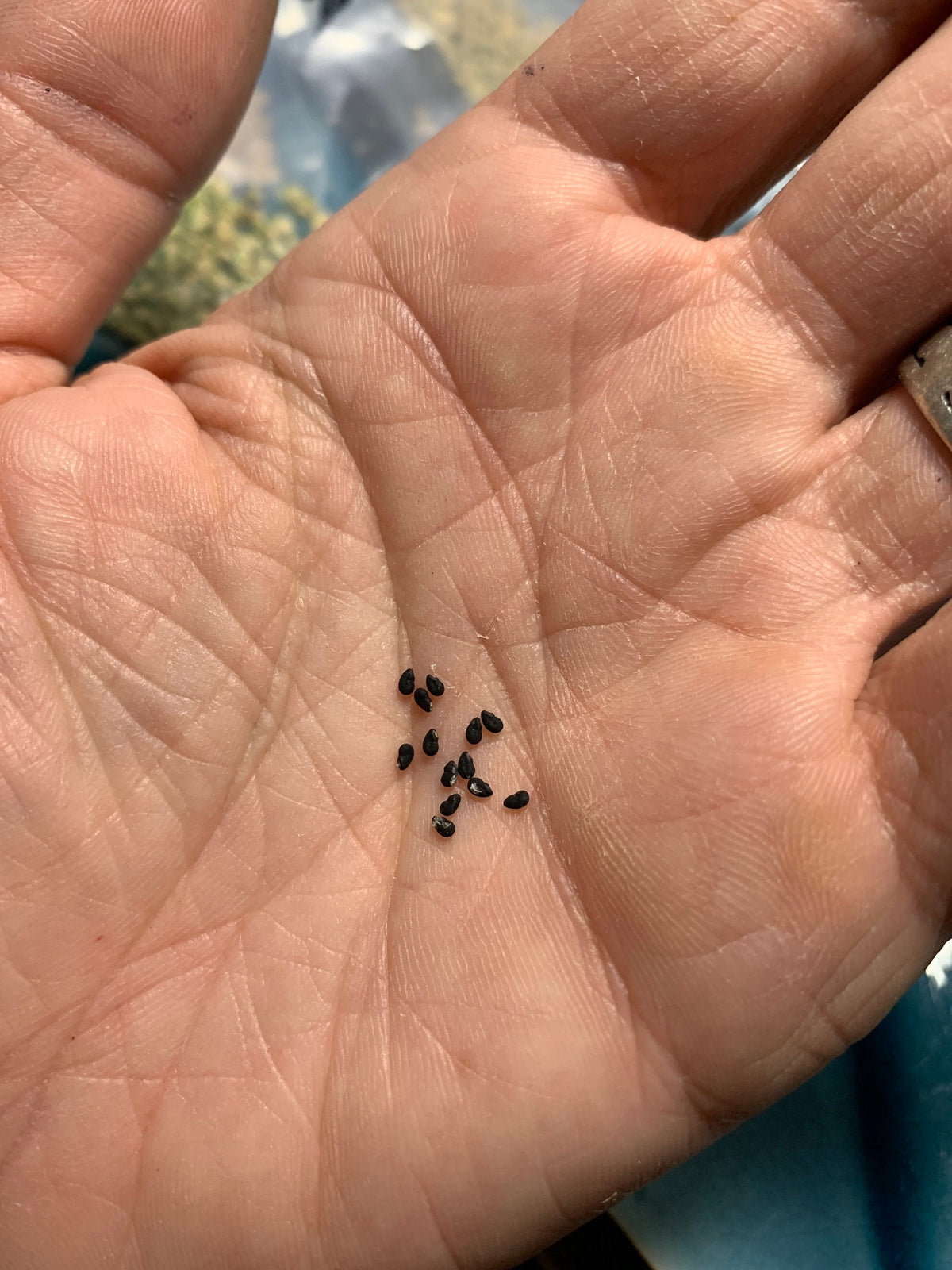 Cereus peruvianus Cactus Seeds
