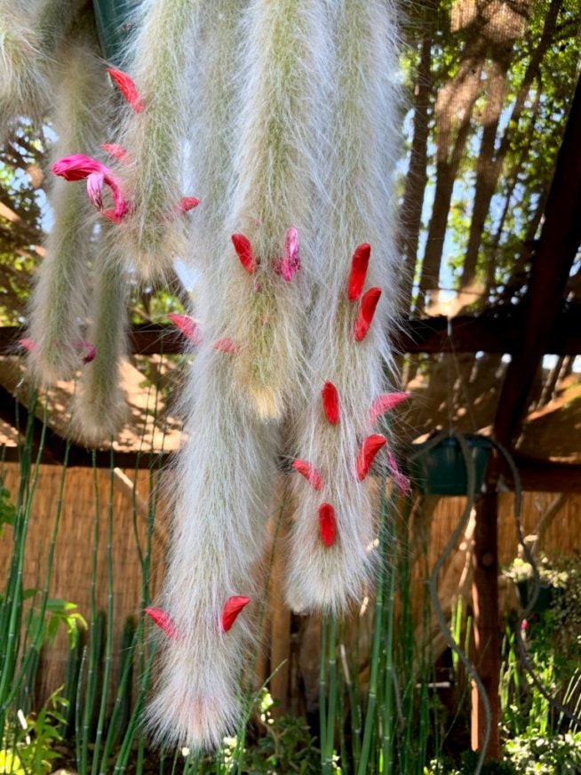 Hildewintera colademononis - Monkey Tail Cactus Seeds - Super Furry Hybrid - Fresh Seeds - California Desert Grown