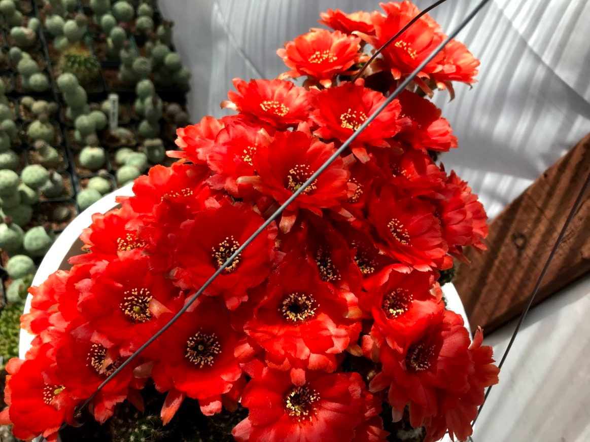 Echinopsis chamaecereus (Peanut Cactus) - Seed Mix various color blooms