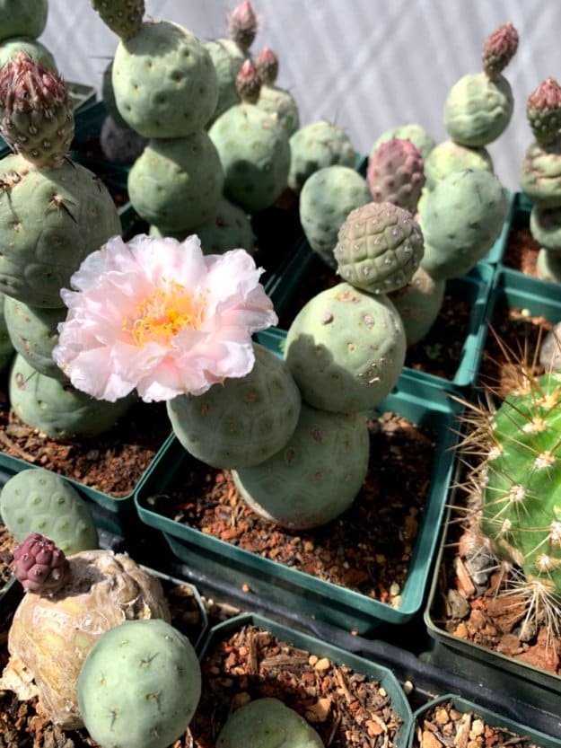 Tephrocactus geometricus Cactus Seeds