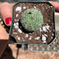 Euphorbia obesa - Seed grown in California