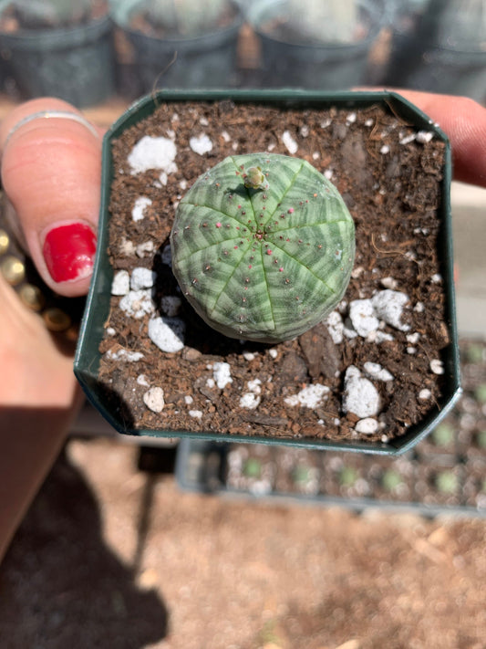 Euphorbia obesa - Seed grown in California
