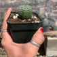 Euphorbia obesa - Seed grown in California