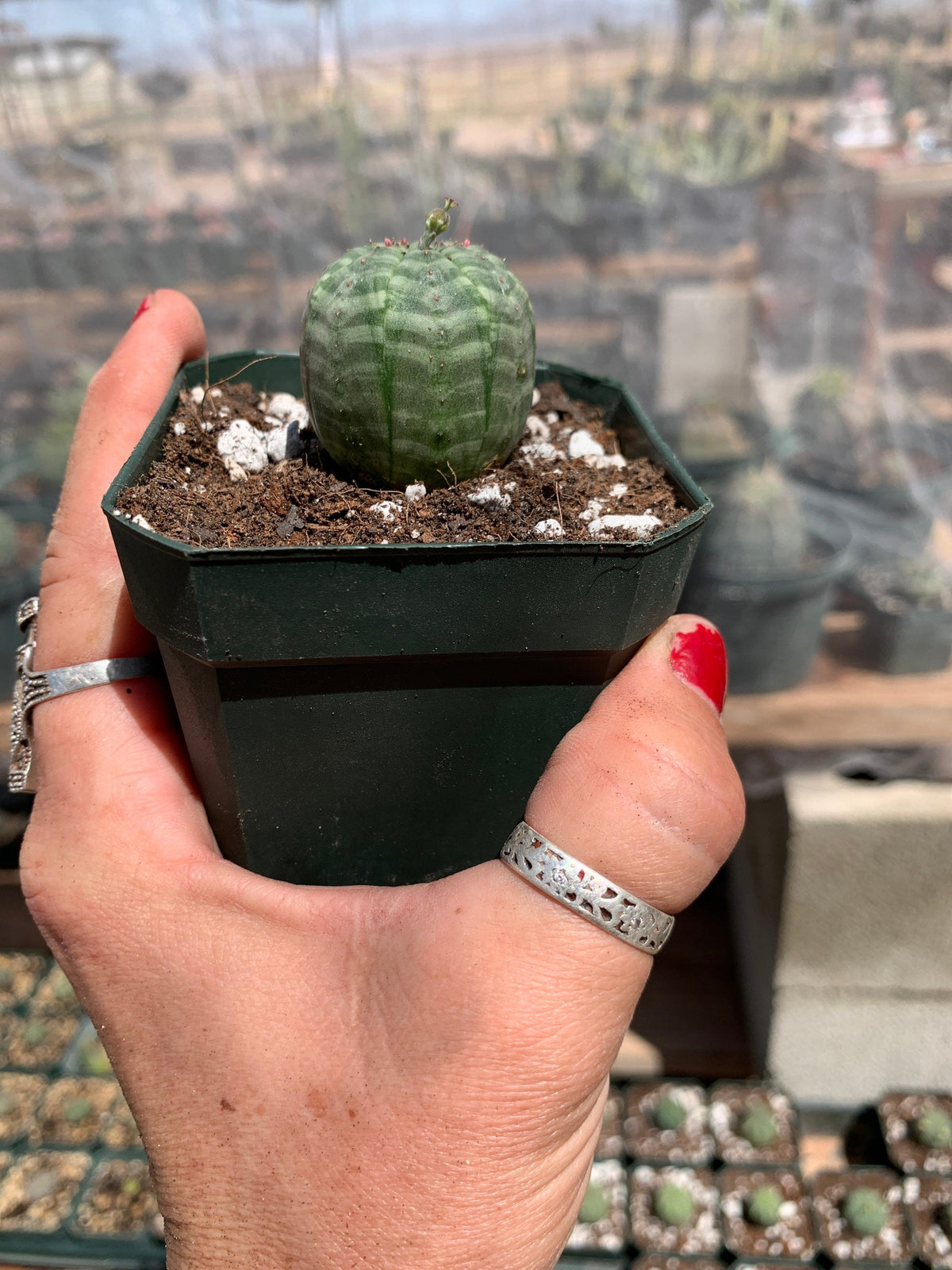 Euphorbia obesa - Seed grown in California