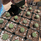 Euphorbia obesa - Seed grown in California