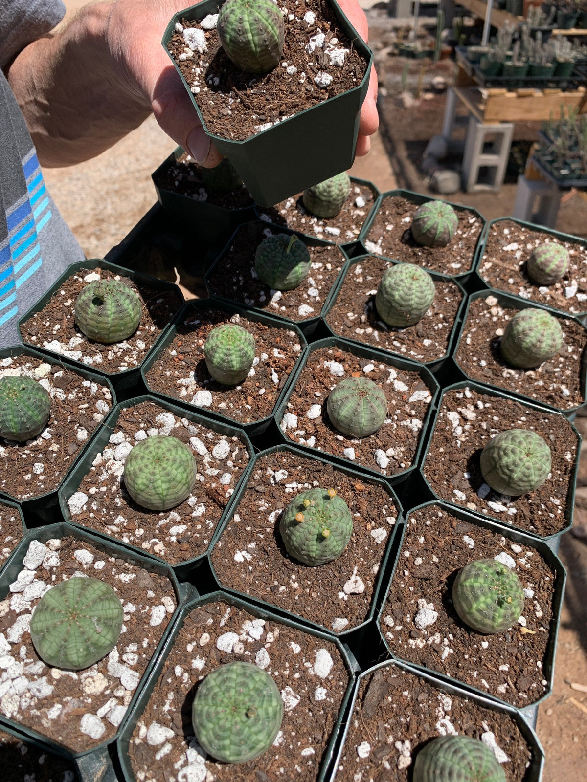 Euphorbia obesa - Seed grown in California