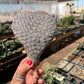 Opuntia basilaris (Beavertail cactus) Unrooted pad