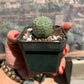 Euphorbia obesa - Seed grown in California