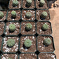 Euphorbia obesa - Seed grown in California