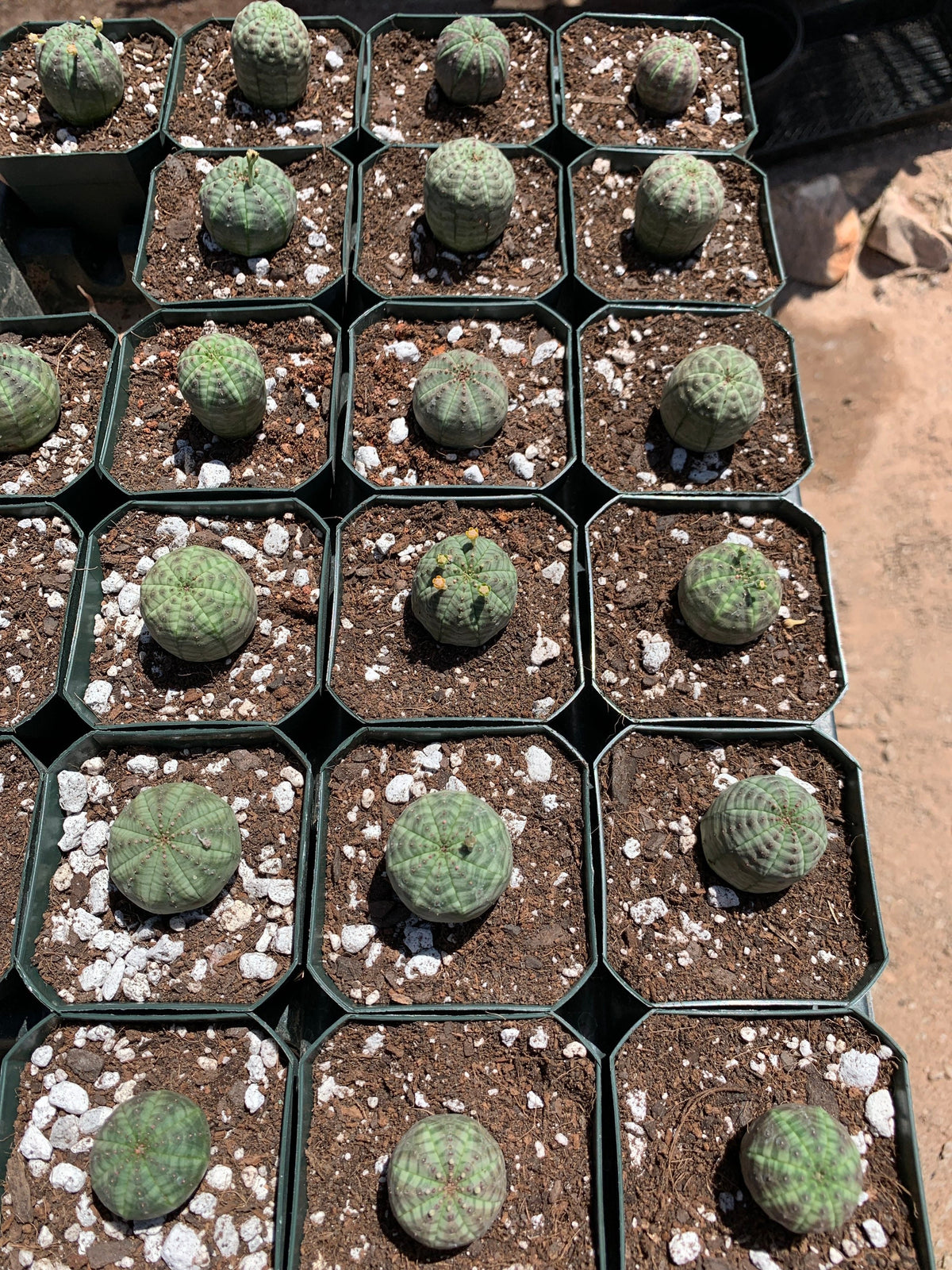 Euphorbia obesa - Seed grown in California
