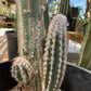 Pilosocereus cephalocereus palmeri Cactus Seeds