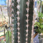 Pilosocereus cephalocereus palmeri Cactus Seeds