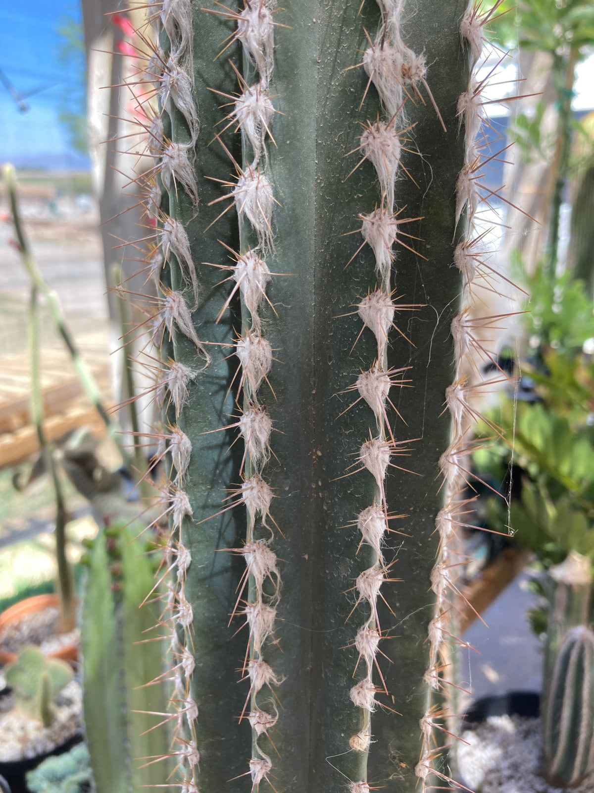 Pilosocereus cephalocereus palmeri Cactus Seeds