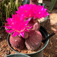Echinocereus rigidissimus rubrispinus Cactus Seeds