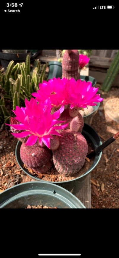 Echinocereus rigidissimus rubrispinus Cactus Seeds