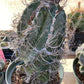 Astrophytum capricorne senilis Cactus Seeds