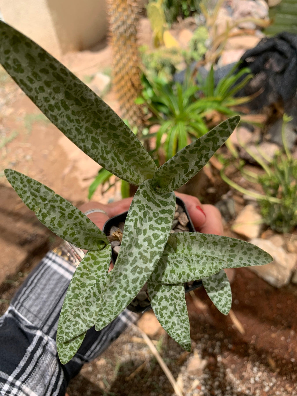 Silver Squill (Ledebouria socialis) – Rooted Bulb Cluster