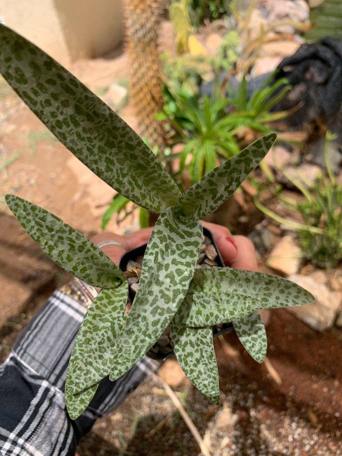 Silver Squill (Ledebouria socialis) – Rooted Bulb Cluster