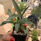 Silver Squill (Ledebouria socialis) – Rooted Bulb Cluster