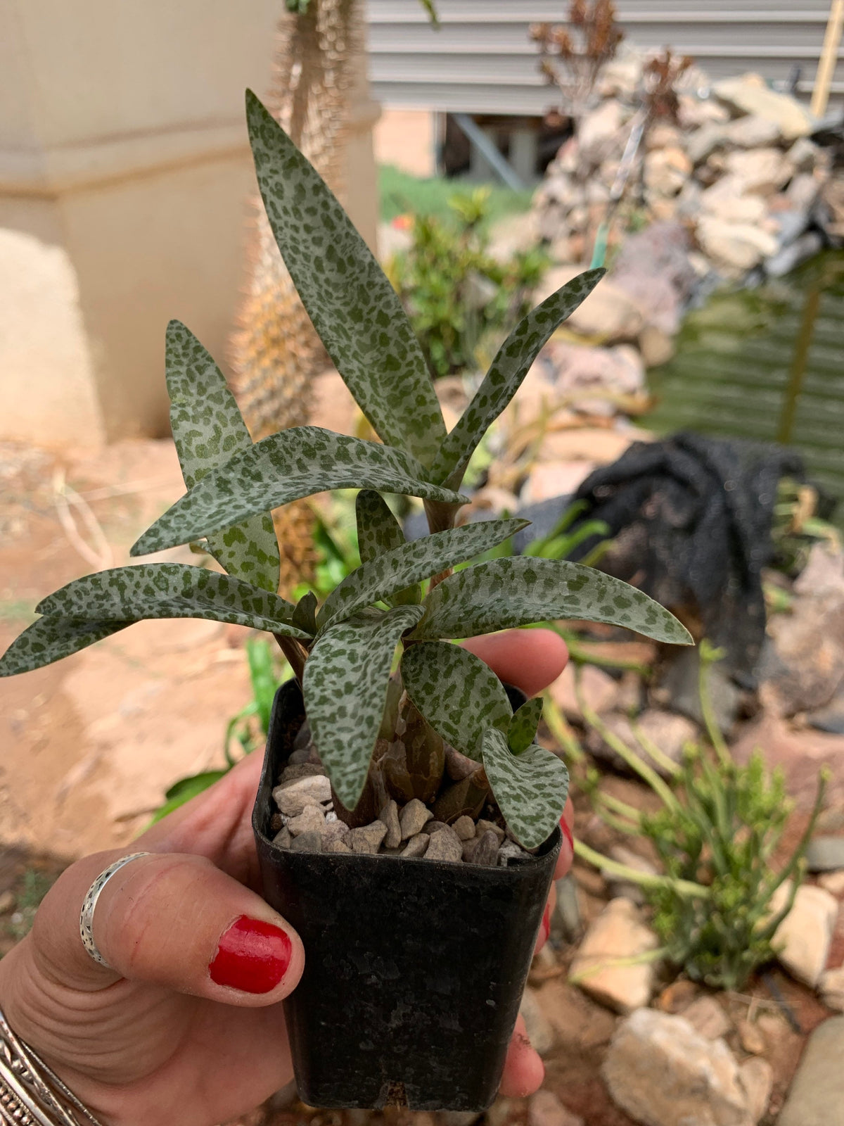 Silver Squill (Ledebouria socialis) – Rooted Bulb Cluster