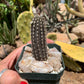 Setiechinopsis mirabilis – Cactus seedling
