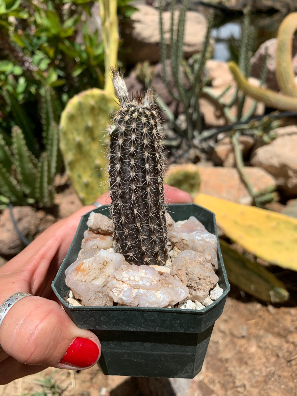 Setiechinopsis mirabilis – Cactus seedling