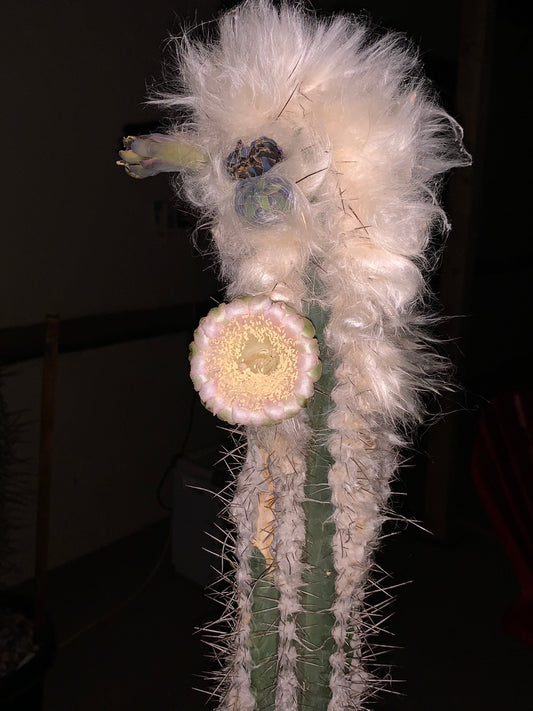 Pilosocereus cephalocereus palmeri Cactus Seeds