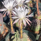 Echinopsis subdenudata (Domino Cactus) Seeds