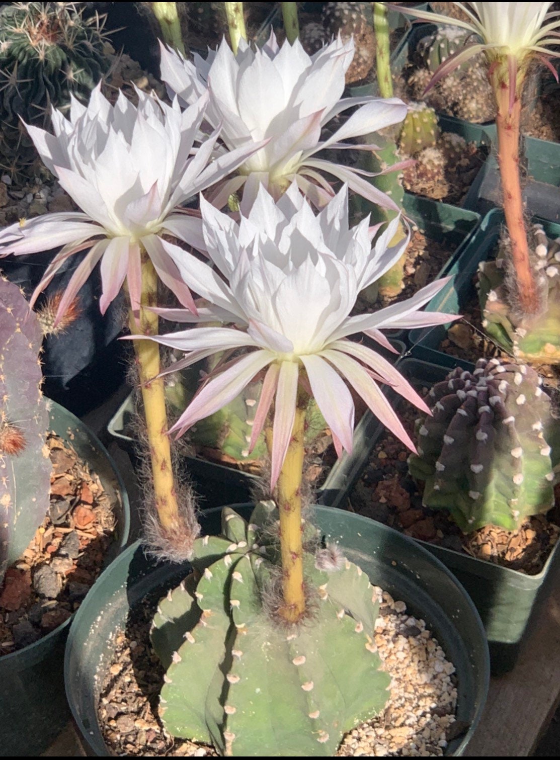 Echinopsis subdenudata (Domino Cactus) Seeds