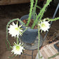 Harrisia martinii Cactus seeds