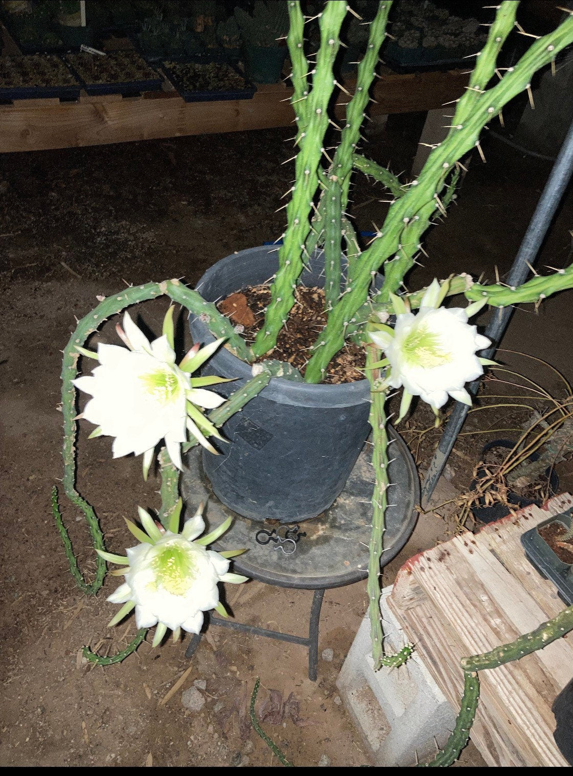 Harrisia martinii Cactus seeds