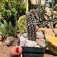 Setiechinopsis mirabilis – Cactus seedling