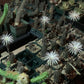 Setiechinopsis mirabilis – Cactus seedling